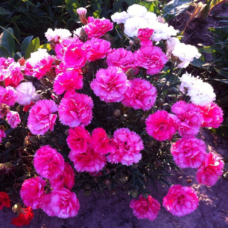 Гвоздика Альпийская Dianthus Alpinus