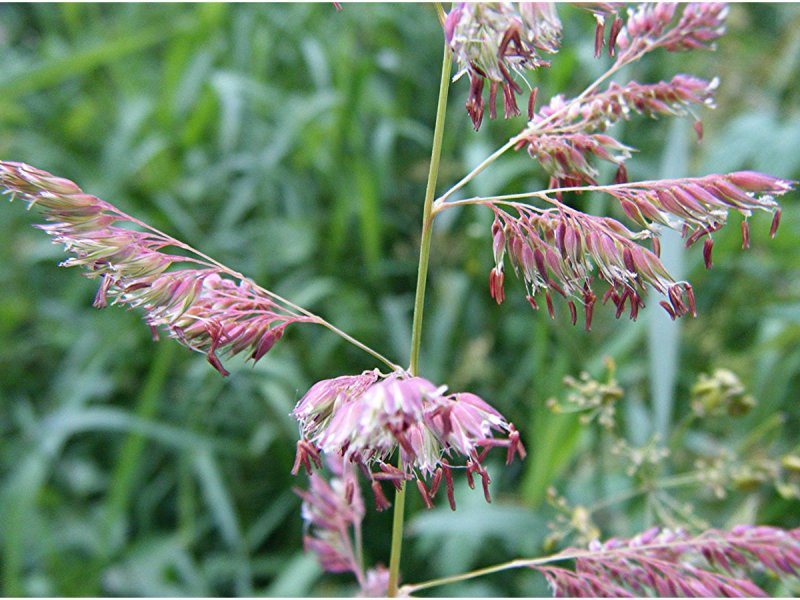 Phalaris arundinacea дмт
