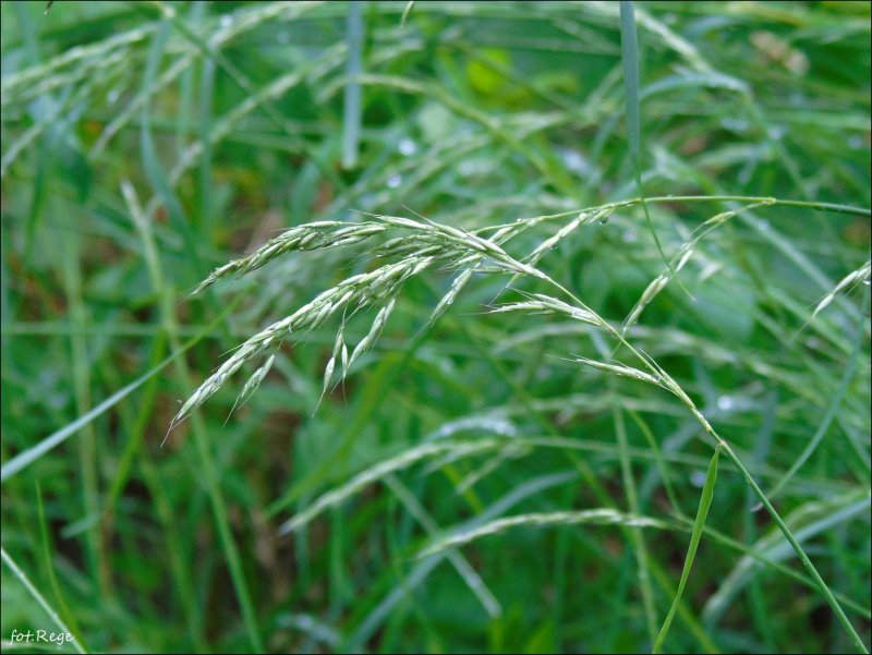 Festuca arundinacea зерна