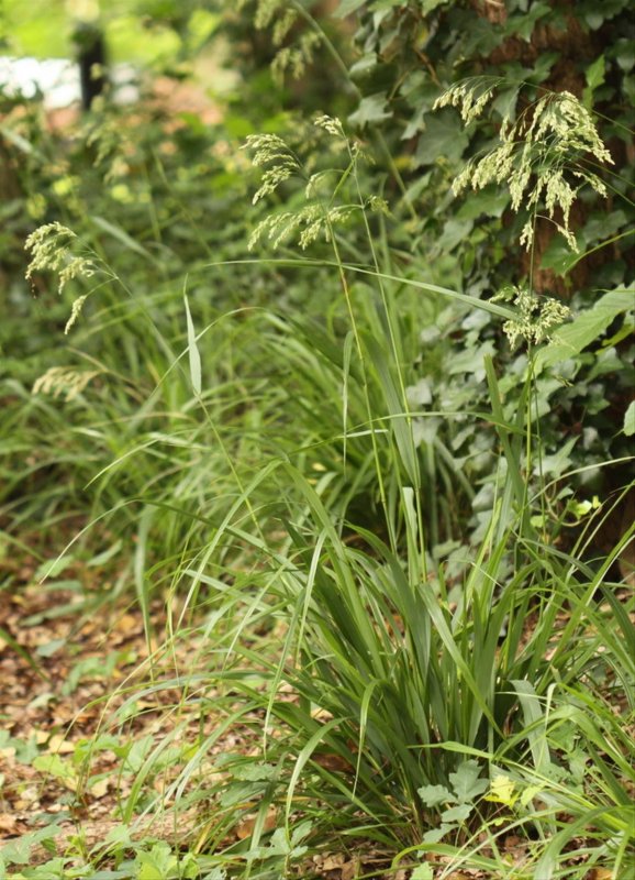 Овсяница высокая Festuca altissima