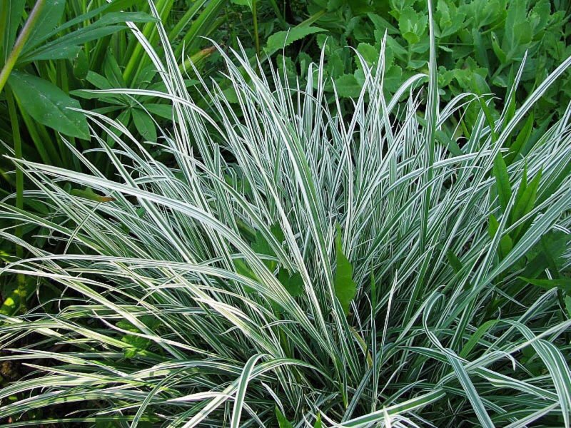Осока власовидная Феникс Грин Carex Comans Phoenix Green