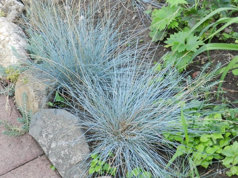 Festuca orientalis