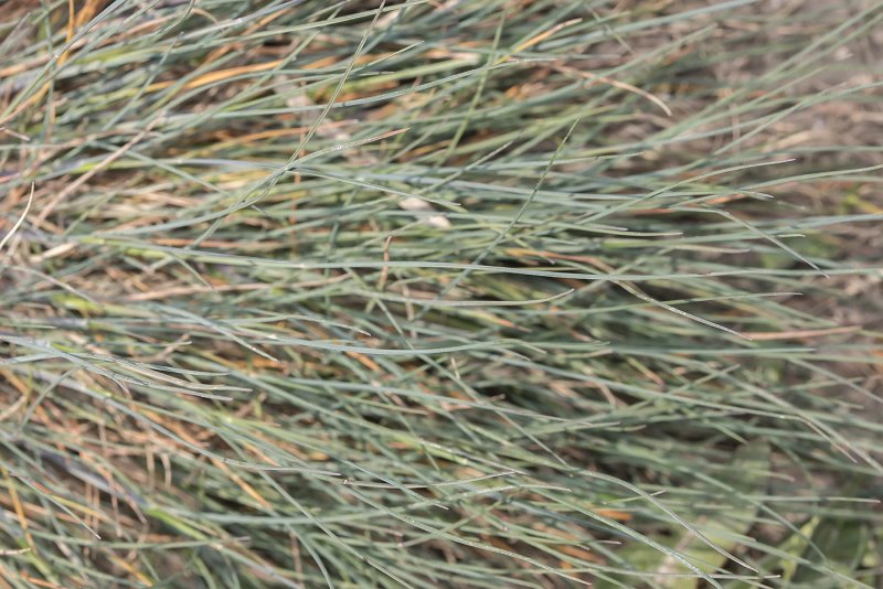 Festuca rupicola