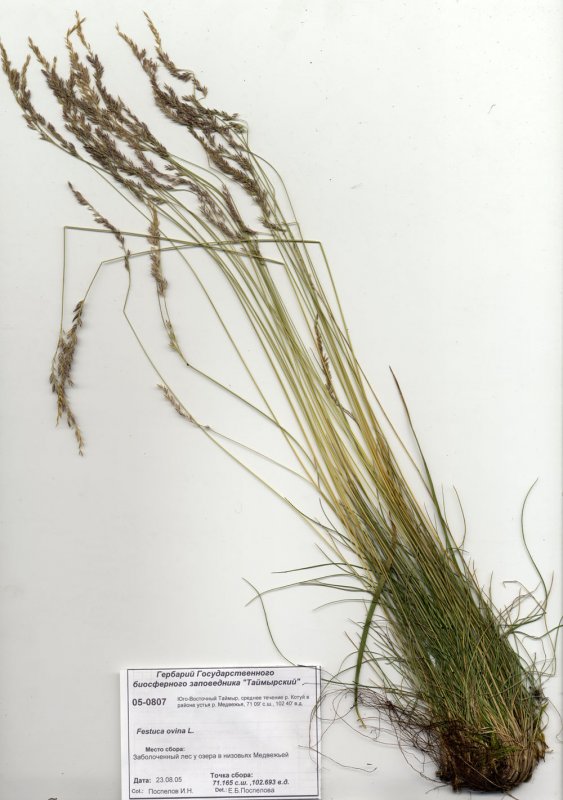 Festuca gigantea l.