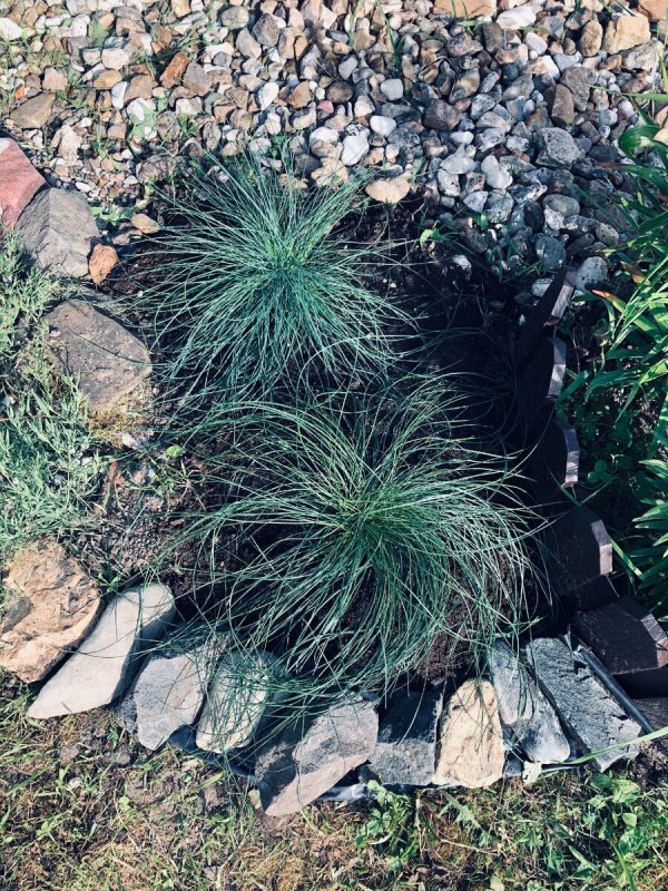 Овсяница овечья (Festuca ovina)