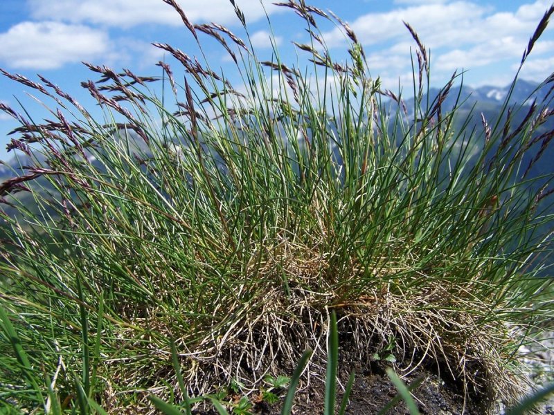 Овсяница Луговая (Festuca pratensis)