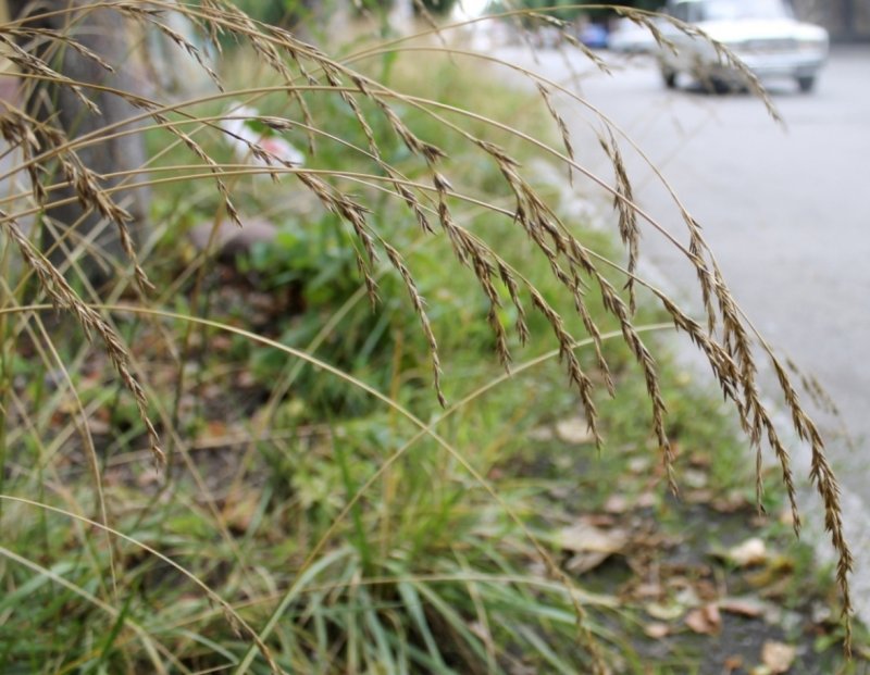 Drymochloa drymeja