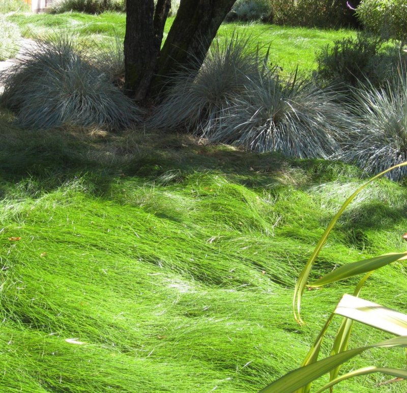 Blue Oat grass