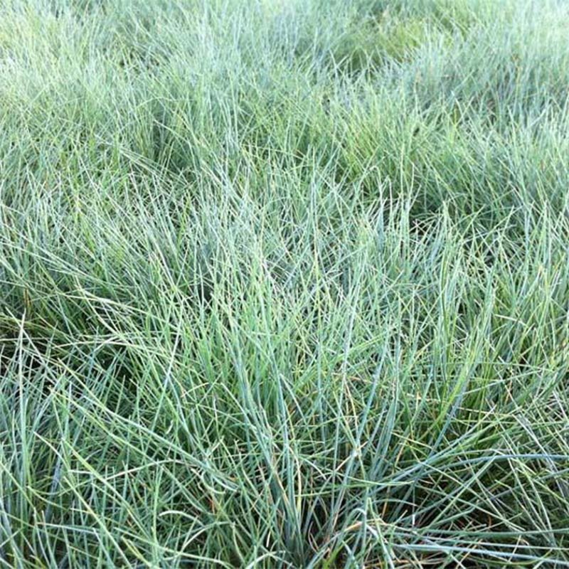 Овсяница Festuca Azurit