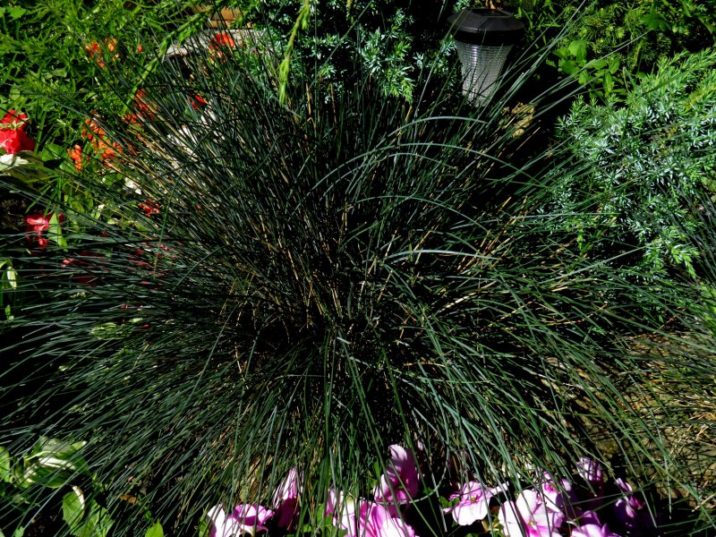 Овсяница красная Festuca rubra l.