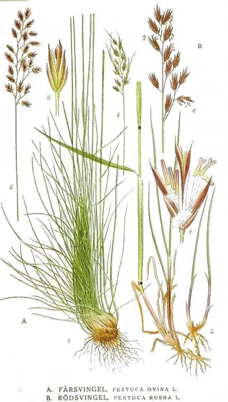 Festuca gigantea (l.) vill.