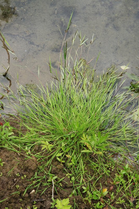 Festuca brevipila
