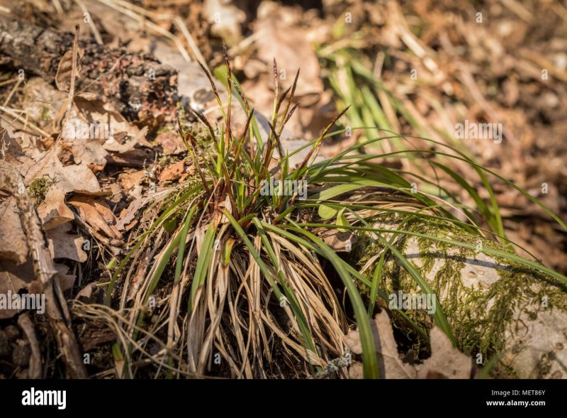 Осока пальчатая(Carex digitata)