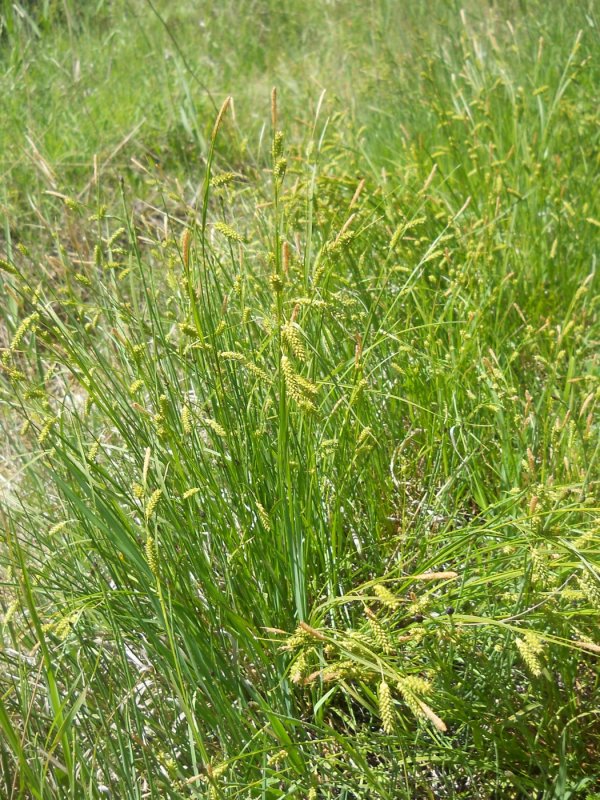 Carex sylvatica