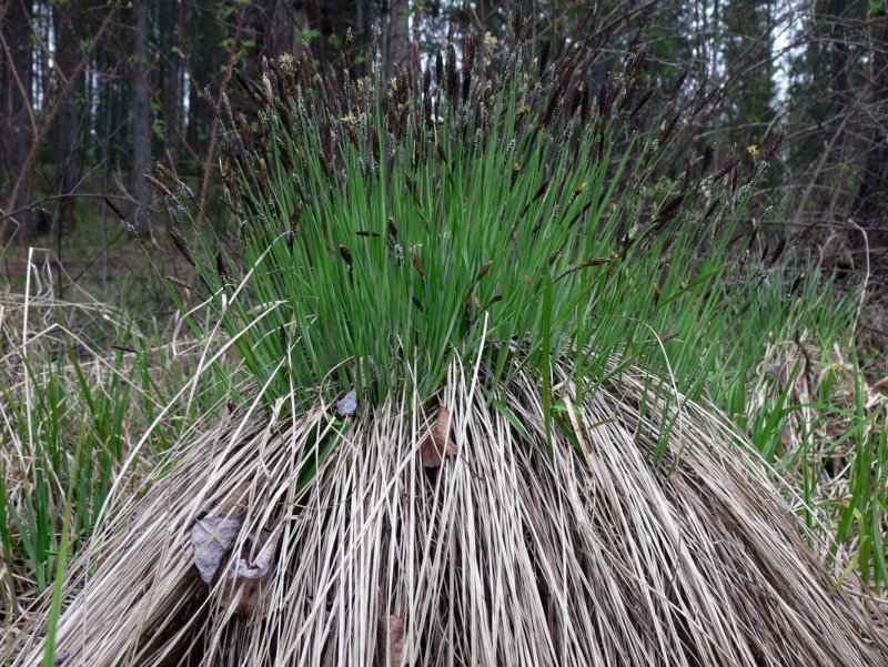 Осока дернистая Carex cespitosa