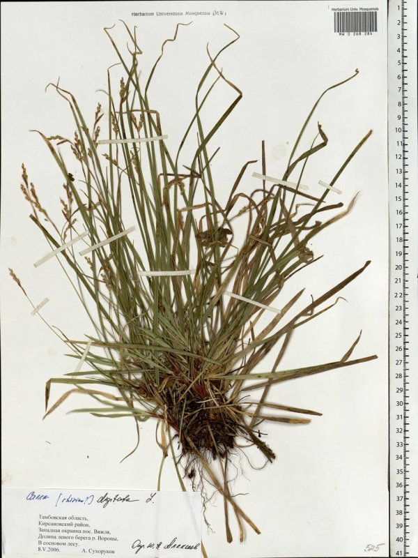 Осока пальчатая(Carex digitata)