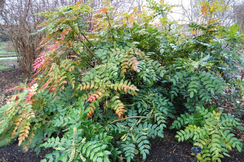 Mahonia japonica