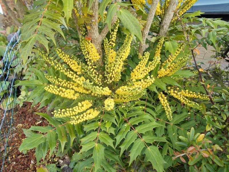 Магония японская (Mahonia japonica
