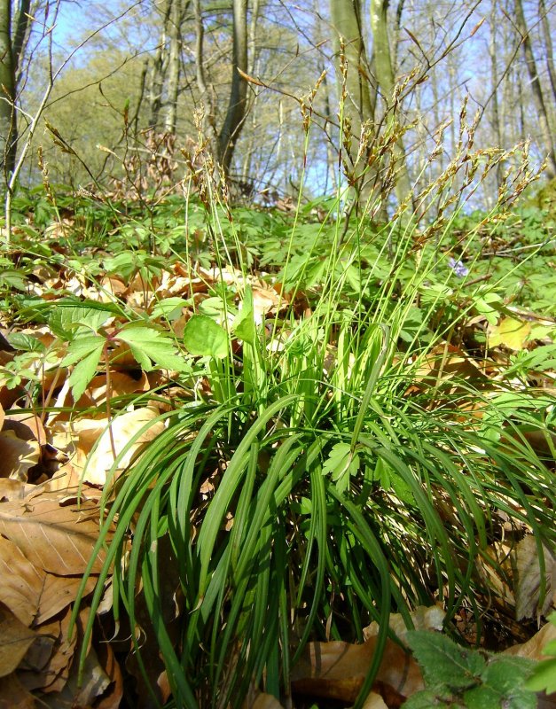 Carex digitata