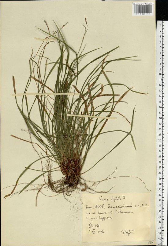 Carex digitata