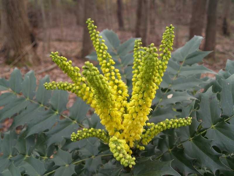Mahonia japonica 'bealei'