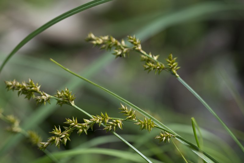 Осока Колхидская Carex colchica