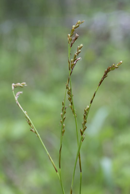 Carex digitata