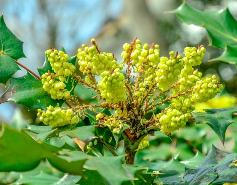 Mahonia bealei
