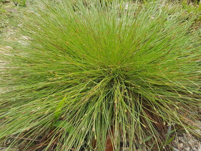 Осока Дэвелла (Carex davalliana) с5 390