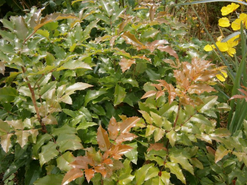 Mahonia aquifolium Apollo