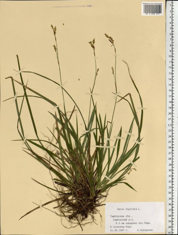 Осока пальчатая(Carex digitata)