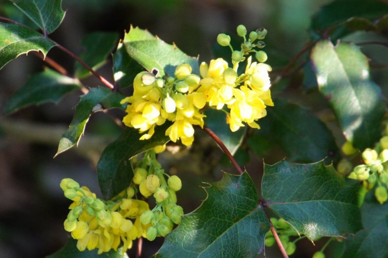 Магония падуболистная (Mahonia aquifolium)