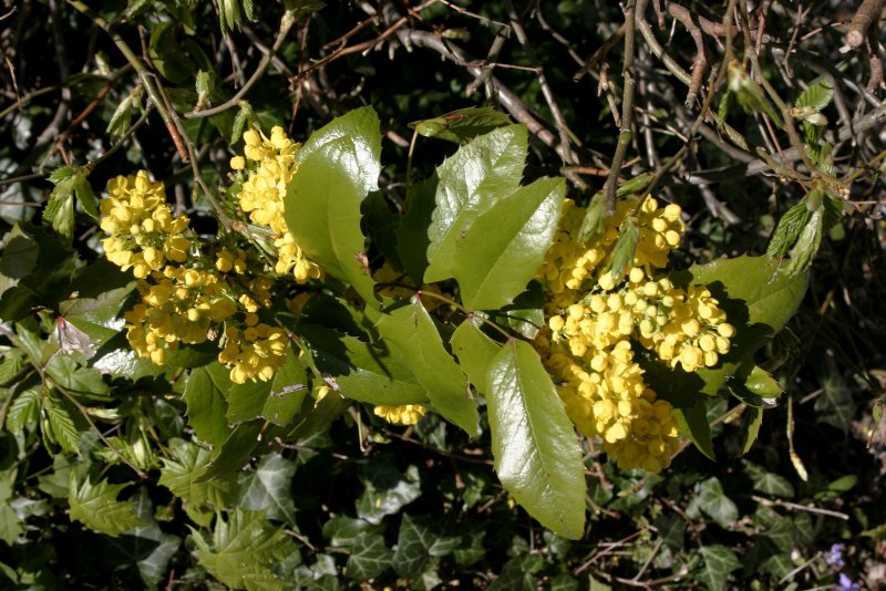 Berberis aquifolium Pursh как по-русски
