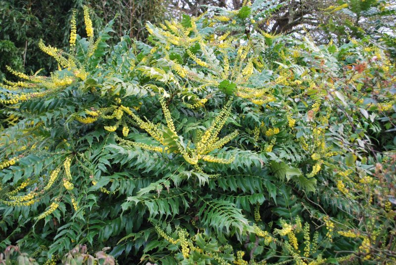 Mahonia japonica