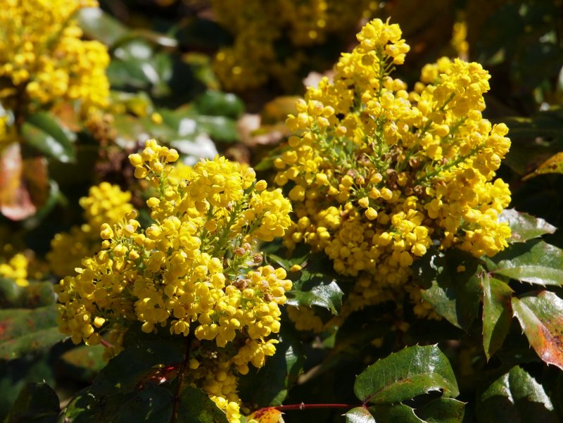 Магония ползучая (Mahonia repens)