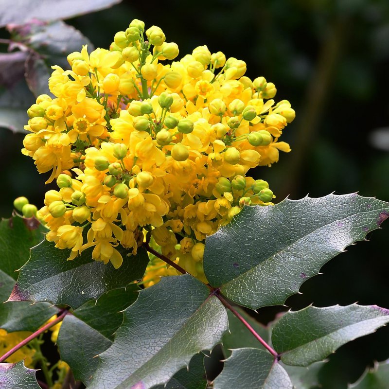 Магония падуболистная – Mahonia aquifolium Nutt.