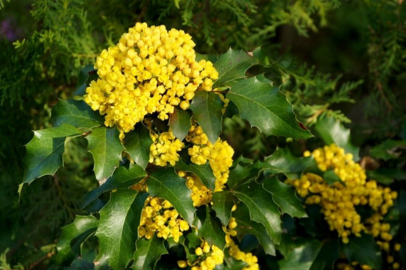 Магония (Mahonia) обыкновенная
