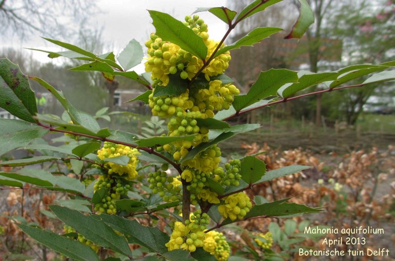 Магония японская (Mahonia japonica