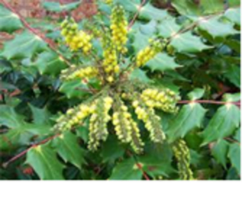 Магония японская (Mahonia japonica