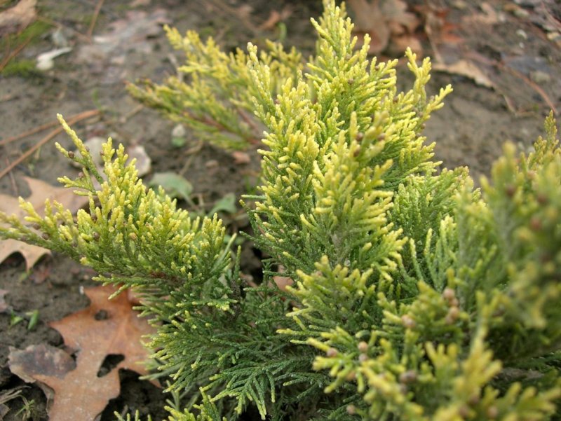 Juniperus Sabina Tamariscifolia