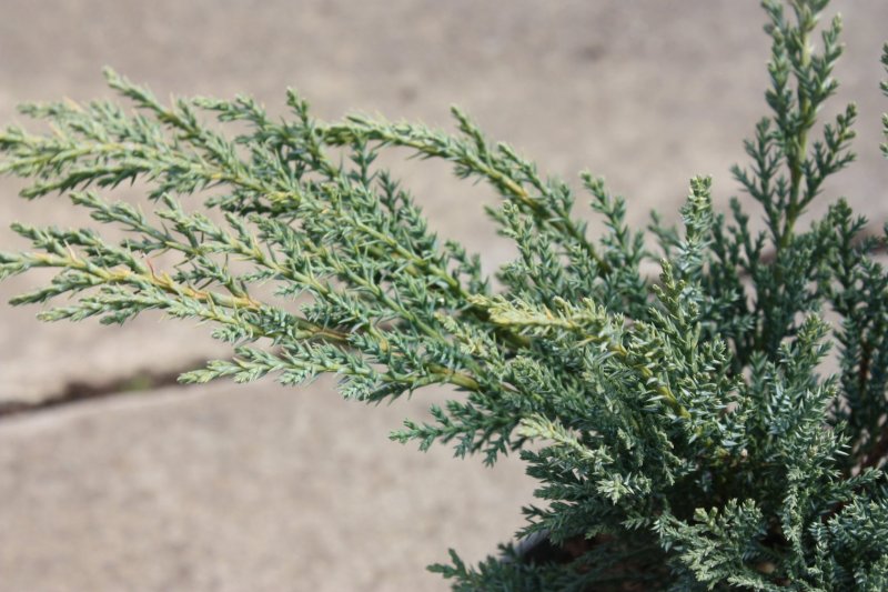 Juniperus Sabina erecta