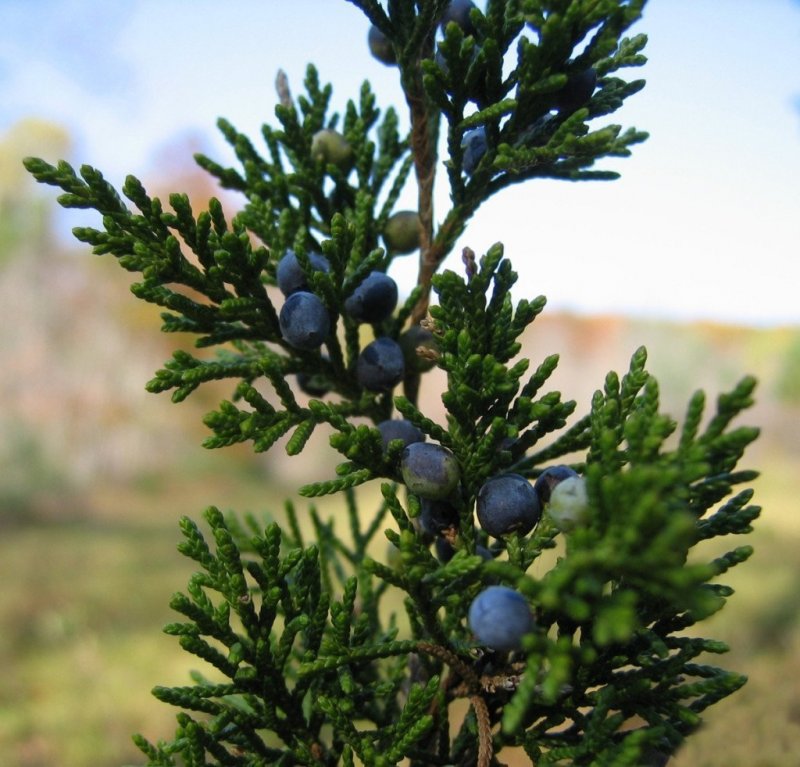 Кедр Juniperus virginiana