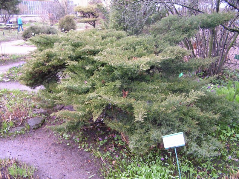 Можжевельник казацкий Tamariscifolia ниваки