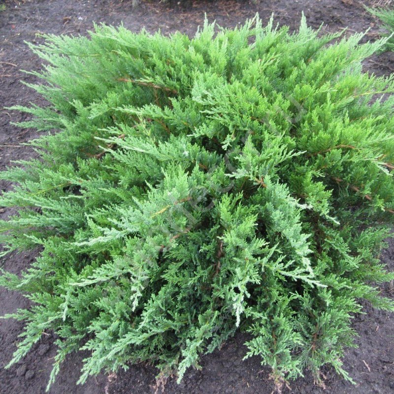 Можжевельник казацкий 'Tamariscifolia' Juniperus Sabina `Tamariscifolia`