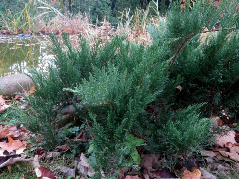 Можжевельник казацкий Tamariscifolia