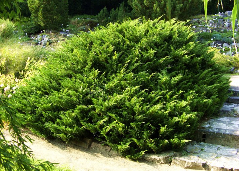 Можжевельник казацкий Tamariscifolia