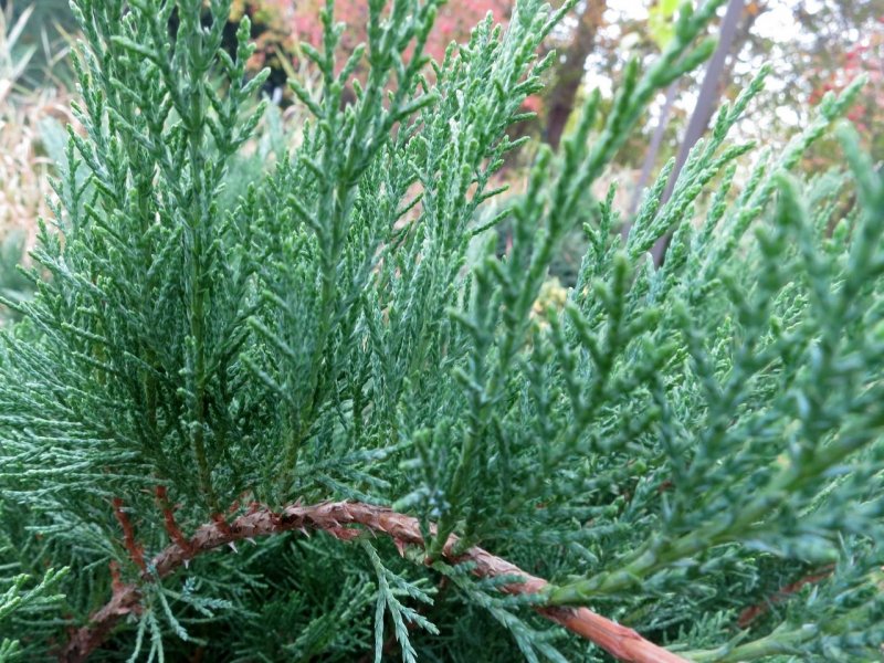 Можжевельник казацкий Tamariscifolia
