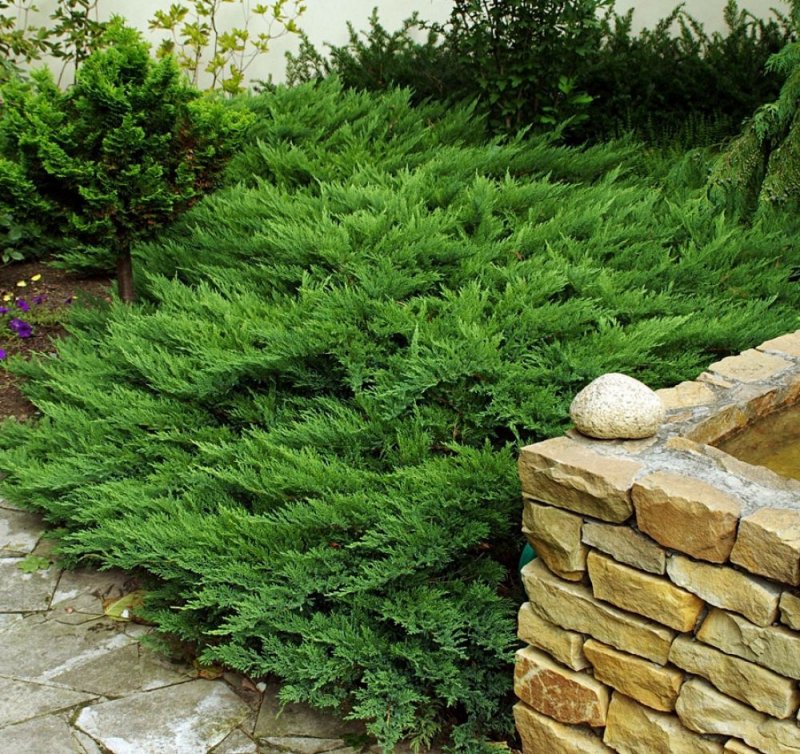 Можжевельник казацкий Tamariscifolia