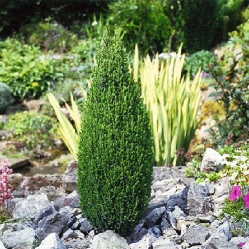 Можжевельник Juniperus communis
