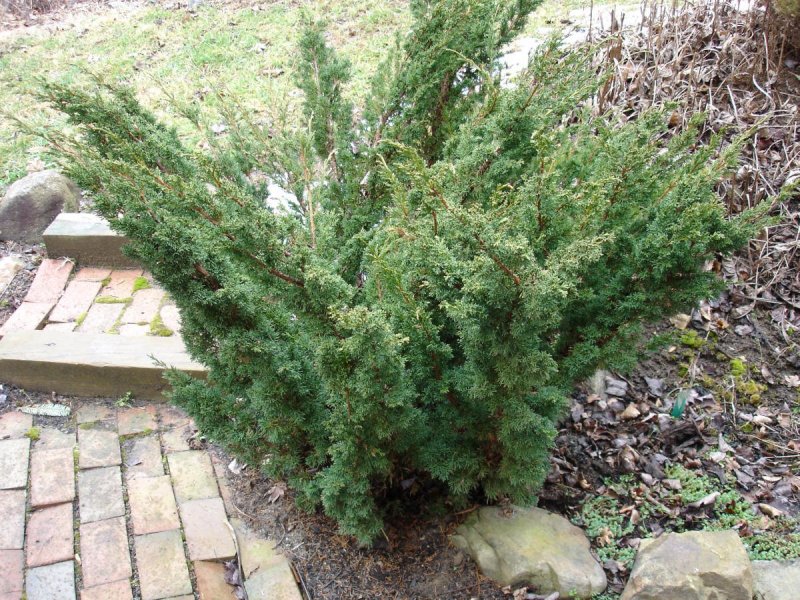 Можжевельник Blaauw